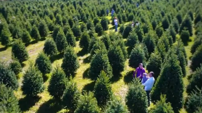 Conoce los estados productores de árboles de Navidad | Unión Guanajuato