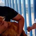 Jornada de vacunación antirrábica Guanajuato 2021: Fecha Foto: Especial