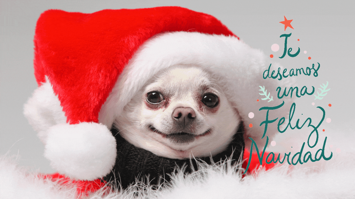 Gifs de Navidad con movimiento. Imágenes animadas para amigos que aman a  los perros y los gatos - Unión EDOMEX