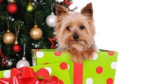 navidad 2021 perros frases felicitaciones imagenes gifs