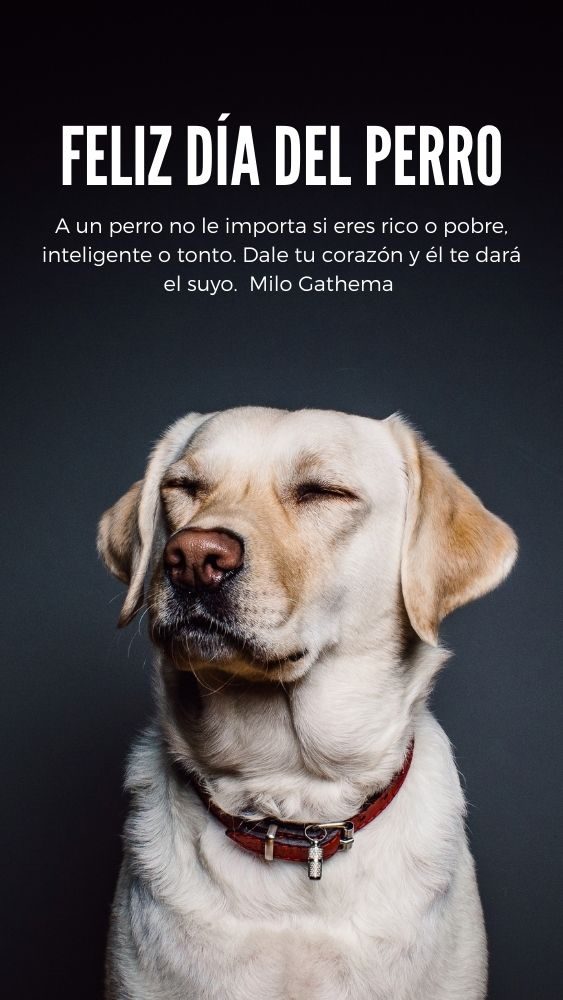 Feliz Día Mundial del Perro 2022. Imágenes con frases para compartir |  Unión Guanajuato