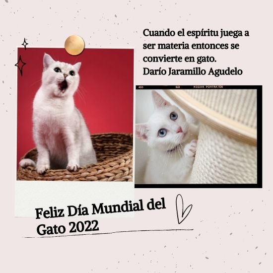 Feliz Día del Gato 2022. Imágenes con frases cortas y bonitas para  compartir ? | Unión Guanajuato