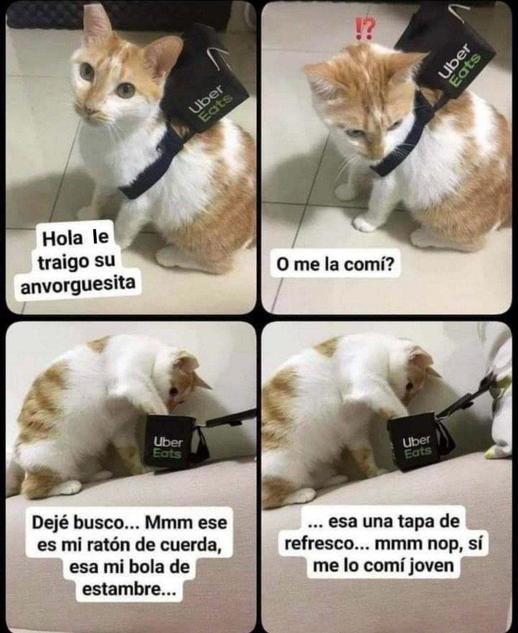 Arriba 97+ imagen gatos con frases memes - Viaterra.mx